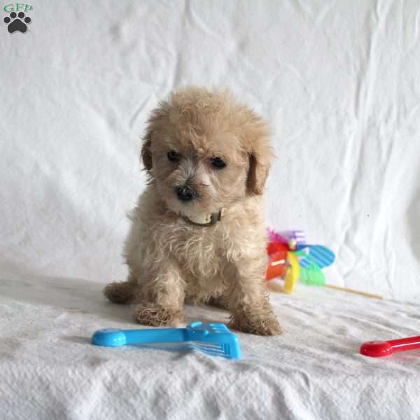 Alex, Maltipoo Puppy
